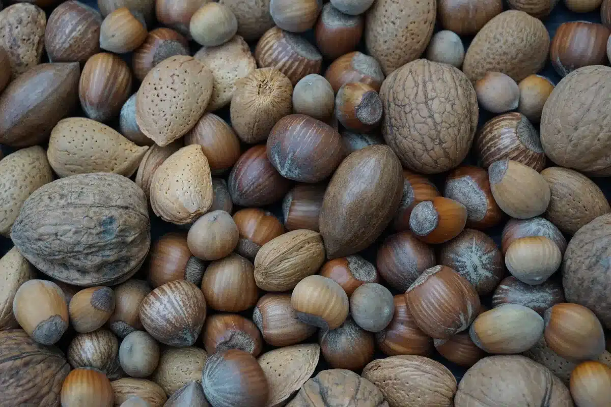 Assortiment de fruits à coque : amandes, noix, noisettes et graines de chanvre