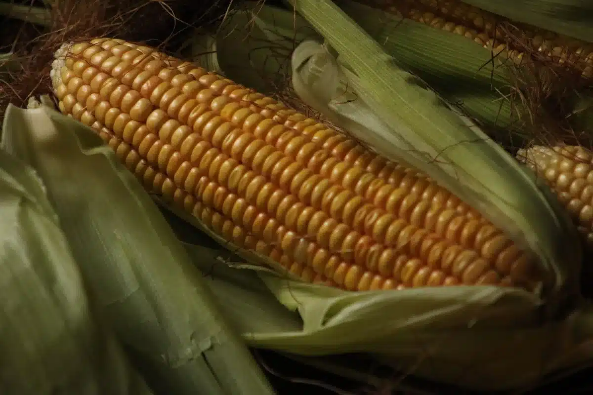 Maïs frais coloré riche en caroténoïdes et antioxydants