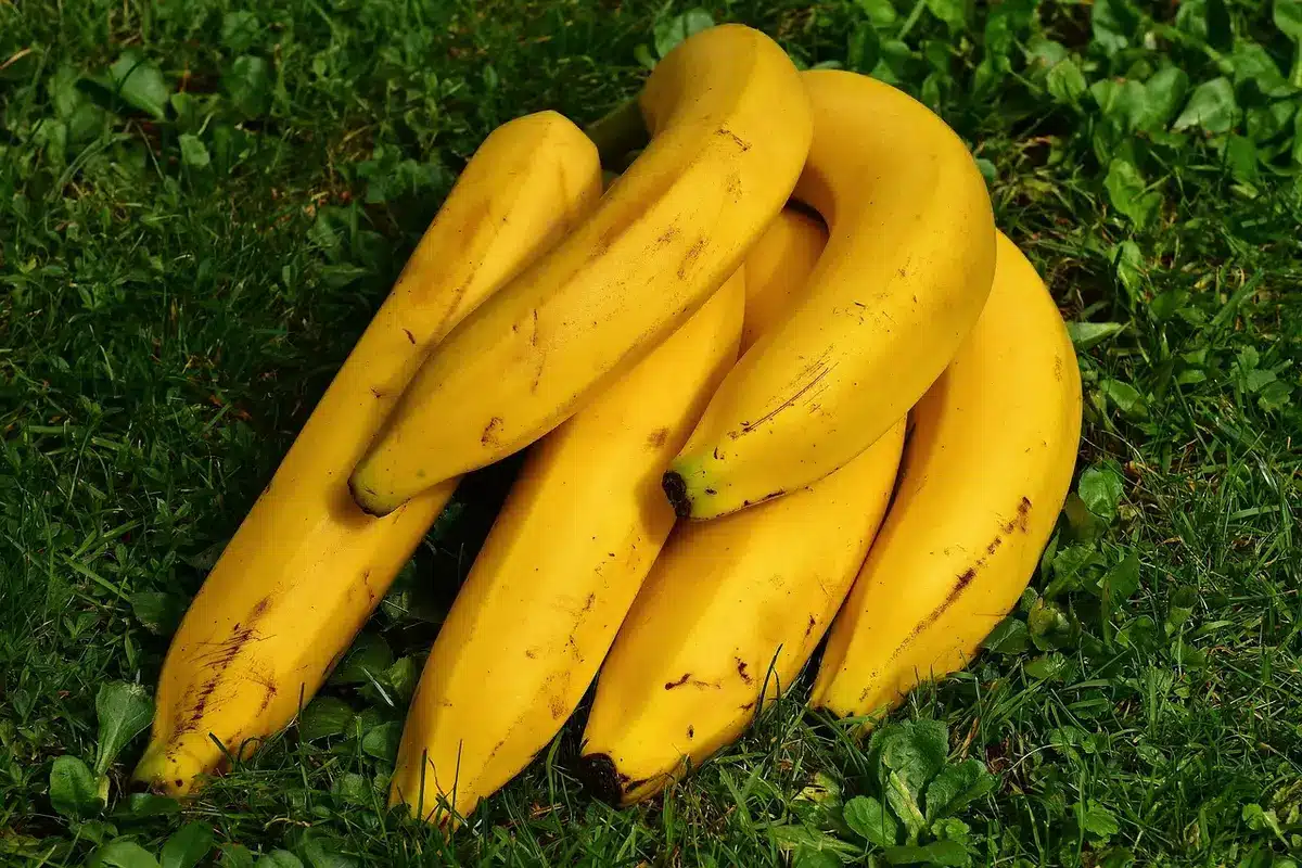 Comparaison entre une banane verte et une banane mûre montrant les différences de couleur et de maturité