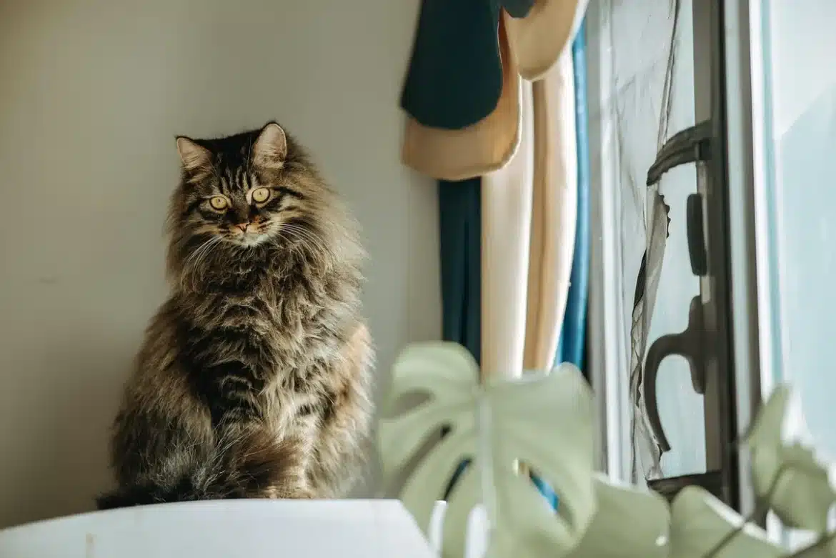 Personne marchant sur un tapis de marche intérieur face à une fenêtre avec vue sur l'extérieur