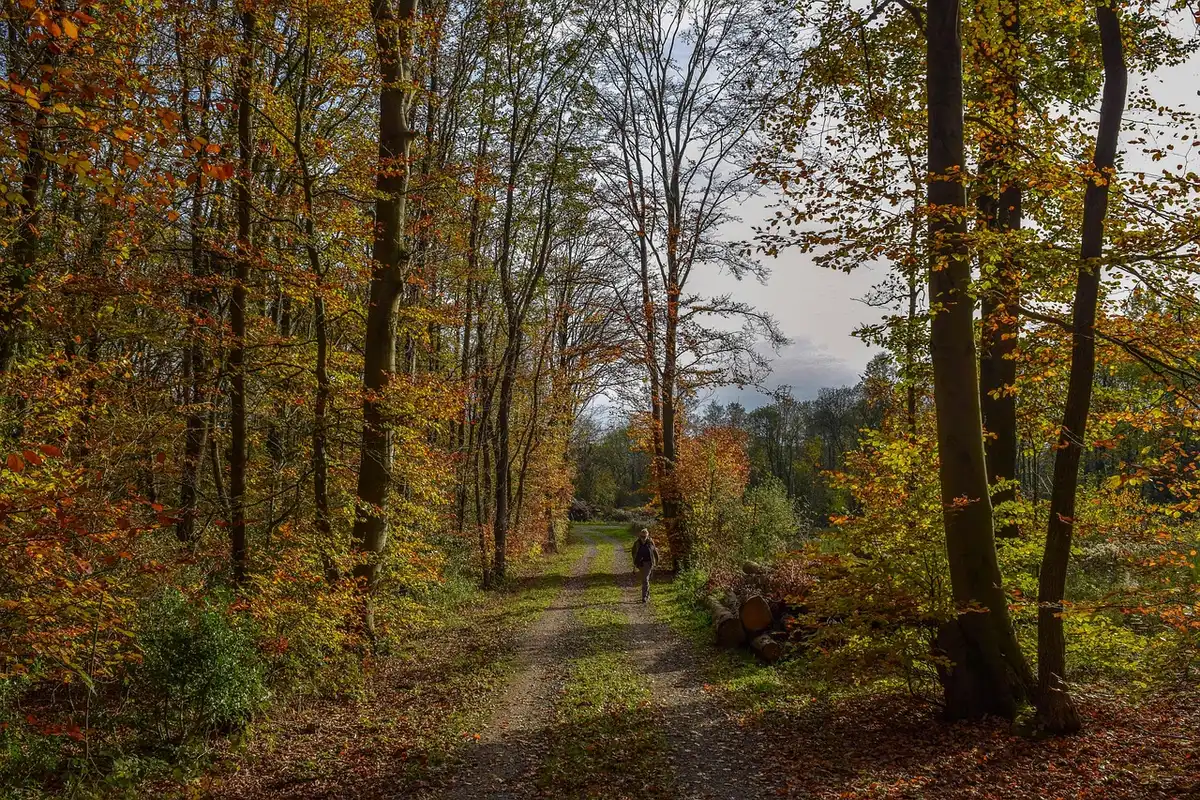 Randonneur montant sur un sentier escarpé montrant les jambes en action