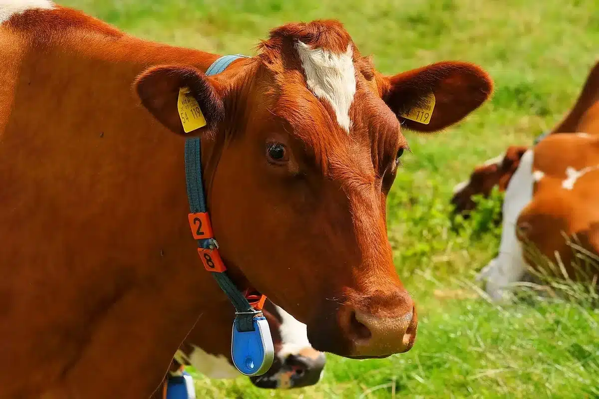 Gros plan sur un bracelet connecté affichant le nombre de pas